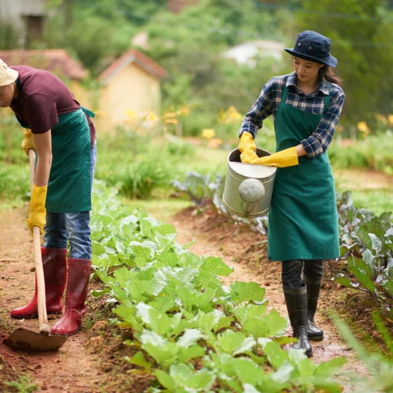 gallery-farm-2-800x800